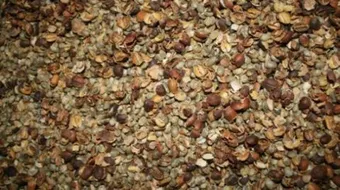 فوائد شرب قشر القهوة