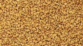 فوائد شرب الحلبة للتبييض