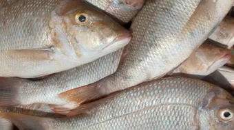 فوائد أكل السمك