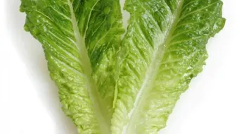 فوائد أكل الخس