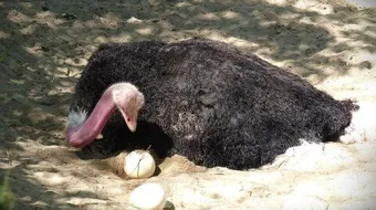 فوائد أكل بيض النعام