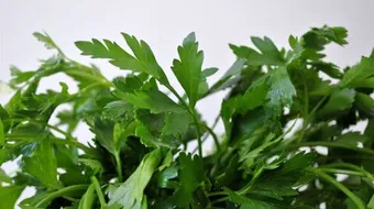 فوائد أكل البقدونس