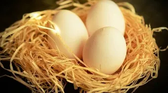 فوائد أكل بيض الحمام