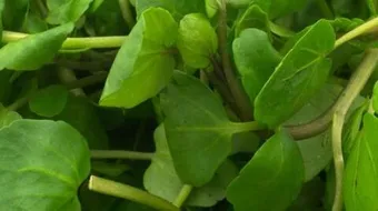 فوائد أكل الجرجير للشعر