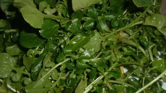 فوائد أكل الجرجير