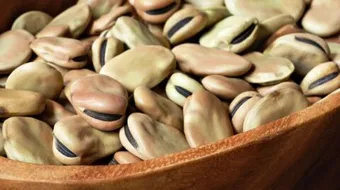 فوائد الفول المدمس للحامل