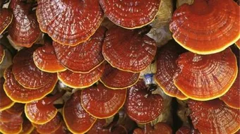 فوائد فطر الريشي