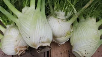 فوائد الشمر للشعر