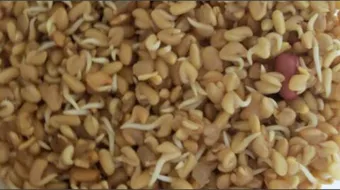 فوائد الحلبة للعظام