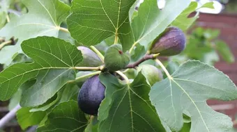 فوائد ورق التين للشعر