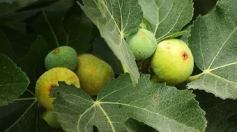 فوائد ورق التين للتنحيف