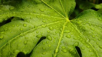 فوائد أوراق التين