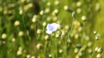 فوائد زريعة الكتان