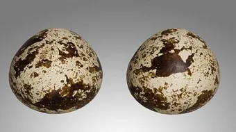 فوائد بيض الفري