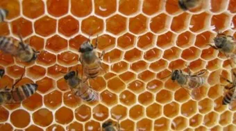 فوائد العسل الحر