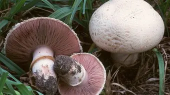 فوائد الفطريات