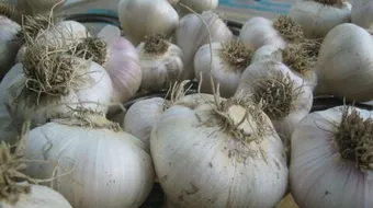 فوائد الثوم للقلب