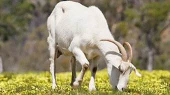 فوائد حليب الماعز للبشرة