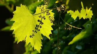 فوائد أوراق العنب