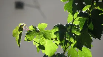 فوائد ورق العنب