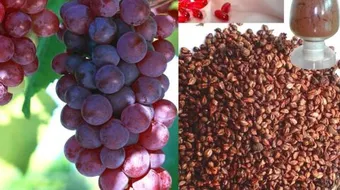 فوائد زيت بذور العنب للبشرة