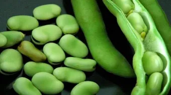 فوائد الفول الأخضر للحامل