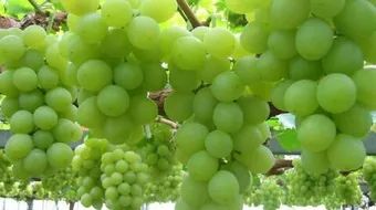 فوائد العنب الأخضر