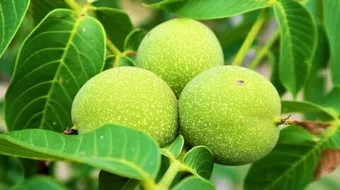 فوائد قشر الجوز الأخضر