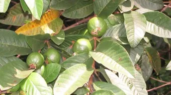 فوائد أوراق الجوافة