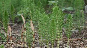 فوائد عشبة ذنب الحصان للشعر