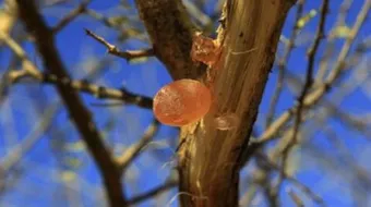 فوائد الصمغ العربي للتخسيس