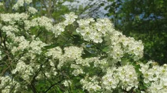 فوائد زهرة الزعرور