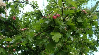 فوائد أوراق الزعرور