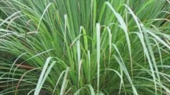 فوائد عشبة الأذخر