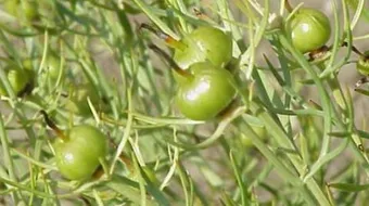 فوائد زيت الحرمل