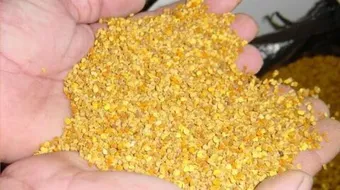 فوائد طلع النخل مع العسل للحمل