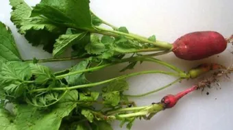 فوائد بذور الفجل للحامل