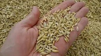 فوائد الشعير الهندي