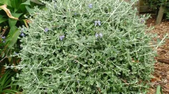 فوائد عشبة الجعدة