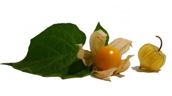 فوائد فاكهة الكمكوات