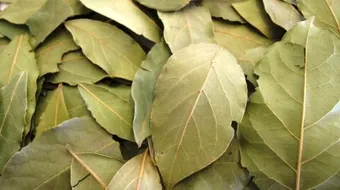 فوائد زيت الغار للشعر