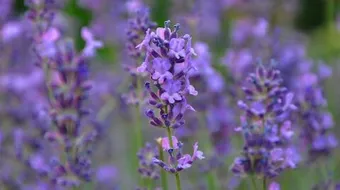 فوائد الخزامى للشعر