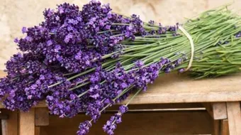 فوائد عشبة اللافندر