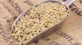 فوائد العدس للحامل