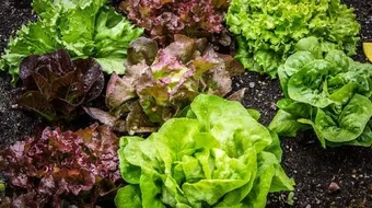 فوائد الخس للحامل