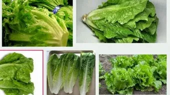 فوائد زيت الخس للشعر والبشرة