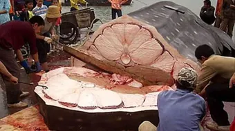 فوائد كبد الحوت