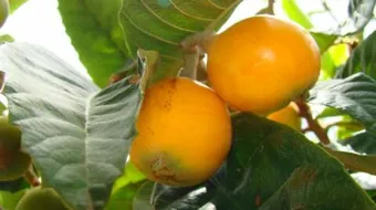 فوائد أوراق الأسكدنيا