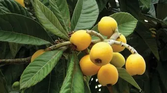 فوائد ورق الأسكدنيا