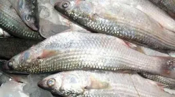 فوائد سمك الماكريل